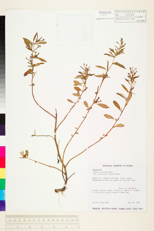 Ludwigia epilobioides Maxim. subsp. greatrexii (Hara) Raven_標本_BRCM 3571