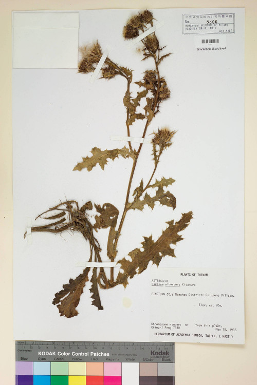 Cirsium albescens Kitam._標本_BRCM 5829