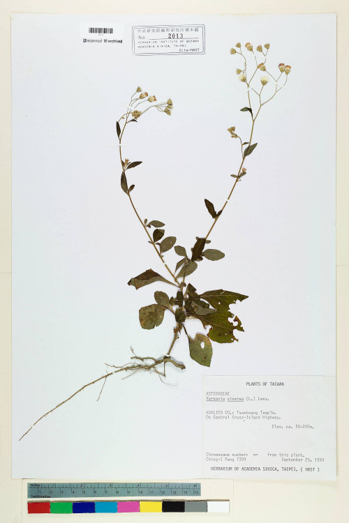 Vernonia cinerea (L.) Less._標本_BRCM 5100