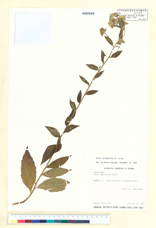 Aster leiophyllus Fr. & Sav._標本_BRCM 5252