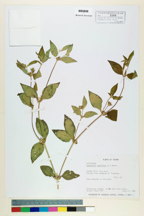 Synedrella nodiflora (L.) Gaertn._標本_BRCM 6573