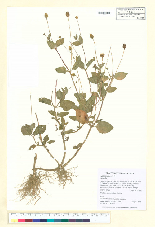 Acmella paniculata (Wall. ex DC.) R. K. Jansen_標本_BRCM 4998