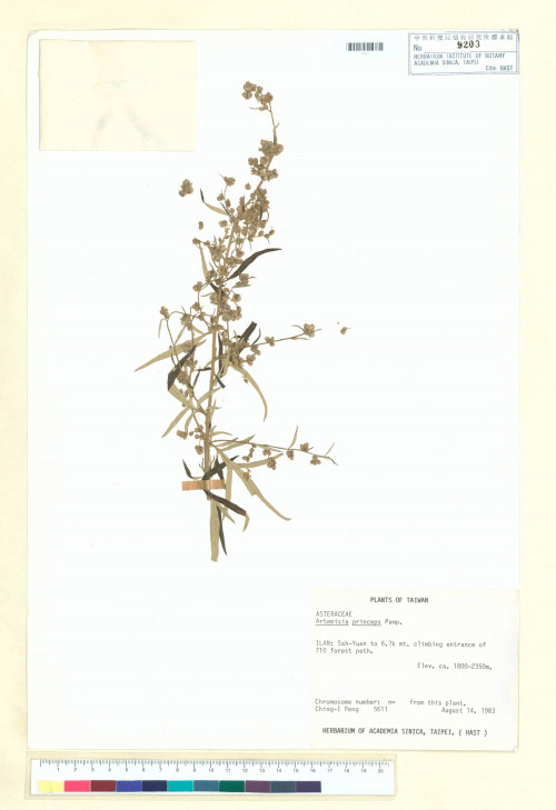 Artemisia princeps Pamp._標本_BRCM 6418