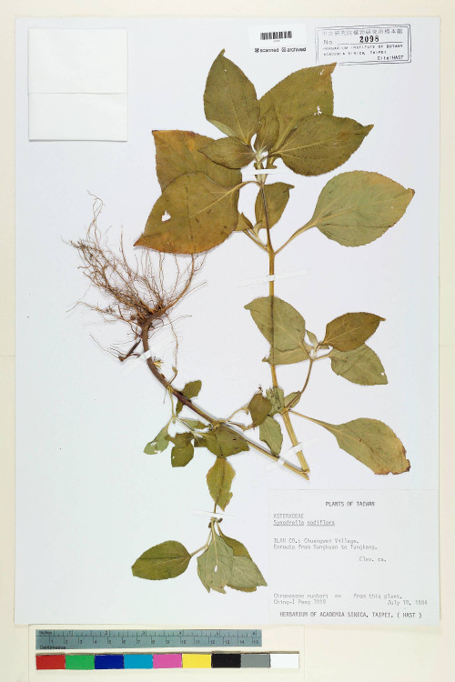 Synedrella nodiflora (L.) Gaertn._標本_BRCM 6559