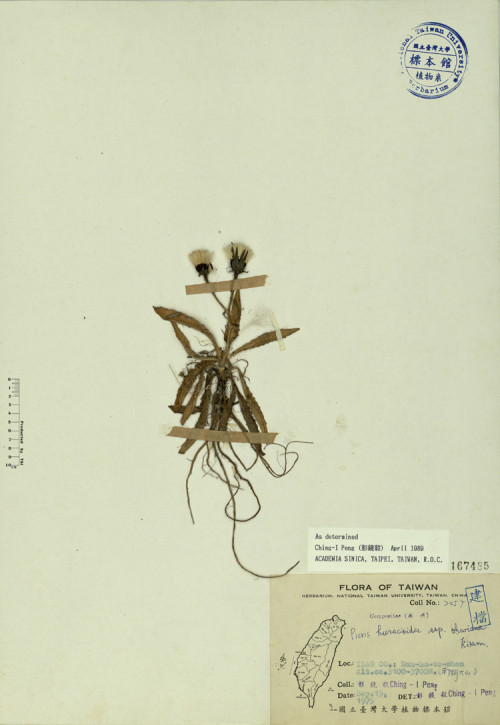 Picris hieracioides ssp. ohwiana Kitam._標本_BRCM 3918
