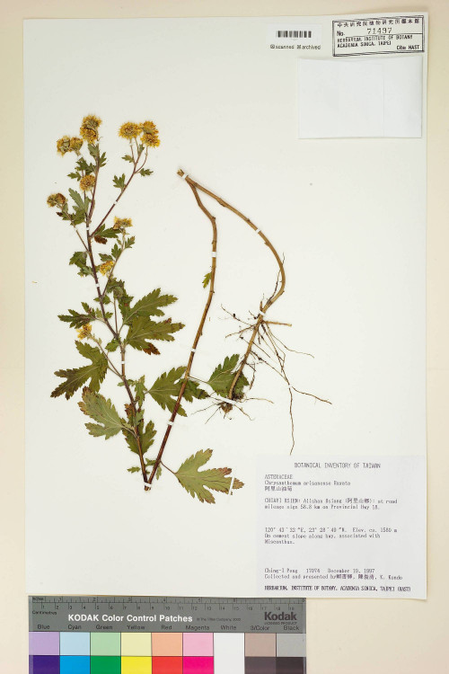 Chrysanthemum arisanense Hayata_標本_BRCM 7508