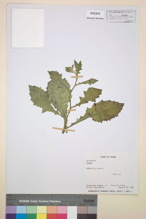 Blumea laciniata (Roxb.) DC._標本_BRCM 4810