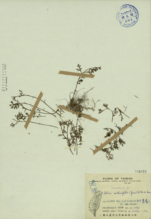 Soliva anthemifolia (Juss.) R. Br. ex Less._標本_BRCM 3831