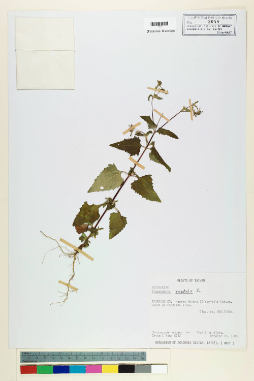 Sigesbeckia orientalis L._標本_BRCM 6744