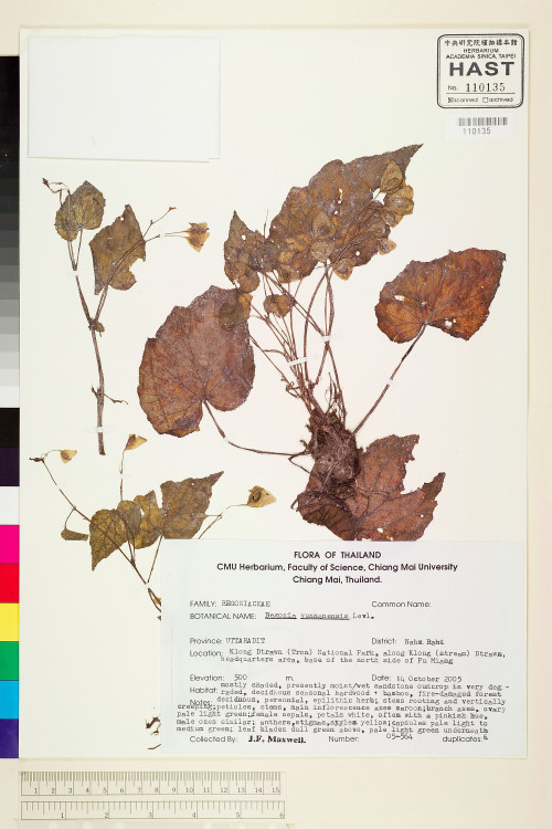 Begonia yunnanensis標本_BRCM 1927