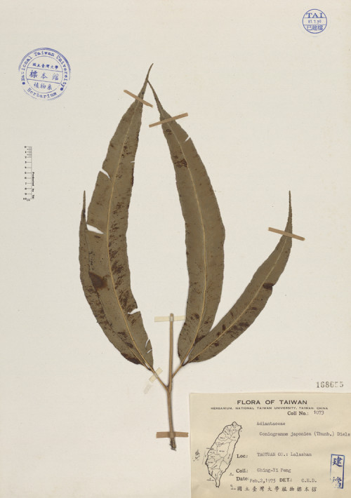 Coniogramme japonica (Thunb.) Diels_標本_BRCM 4020