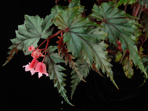 Begonia serratipetala Irmsch.