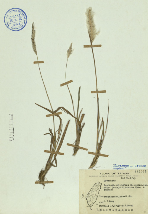 Imperata cylindrica (L.) Beauv. var. major (Nees) C.E.Hubb. ex Hubb.& Vaughan_標本_BRCM 4684