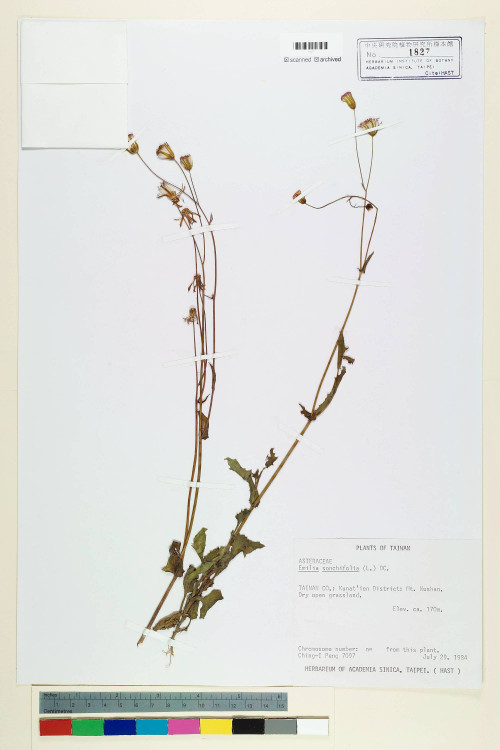 Emilia sonchifolia (L.) DC._標本_BRCM 5208