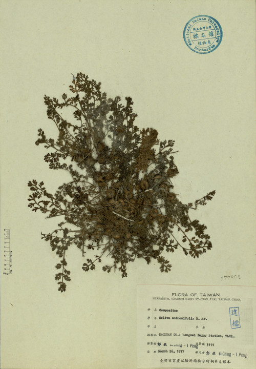 Soliva anthemifolia R. Br._標本_BRCM 4372
