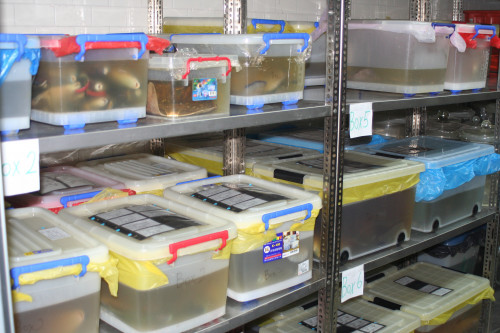 中央研究院生物多樣性研究博物館—魚類標本館之整理盒儲存
