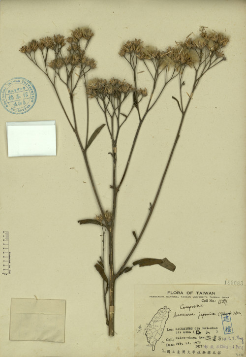 Saussurea japonica (Thunb.) DC._標本_BRCM 4567