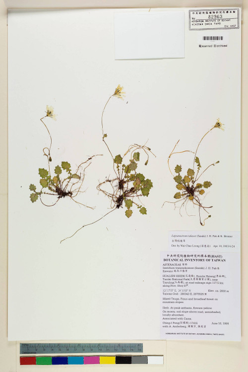 Lapsanastrum takasei (Sasaki) J. H. Pak & K. Bremer_標本_BRCM 7529