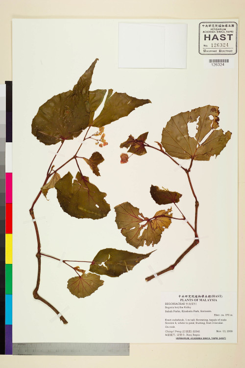 Begonia beryllae標本_BRCM 2482