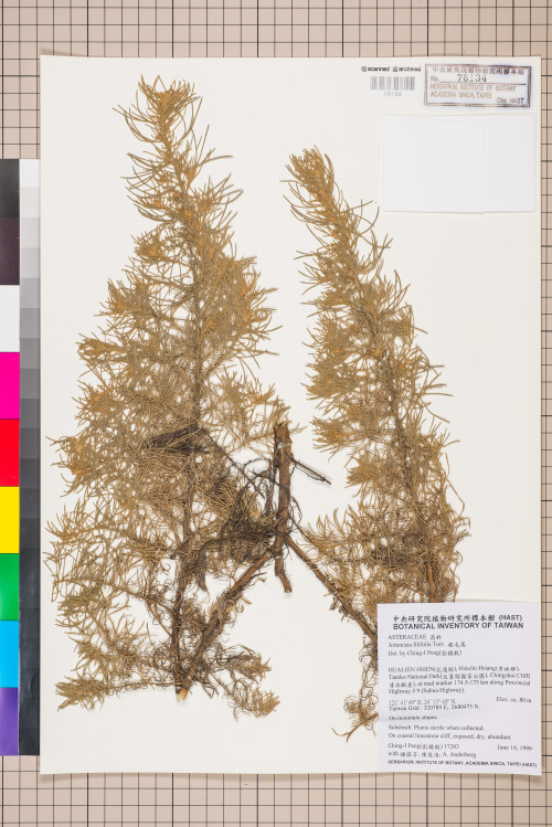 Artemisia filifolia Torr._標本_BRCM 7520