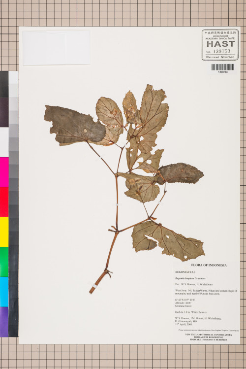 Begonia isoptera標本_BRCM 2820