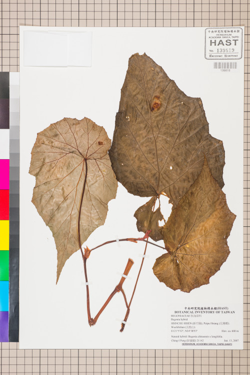 Begonia hybrid標本_BRCM 2847
