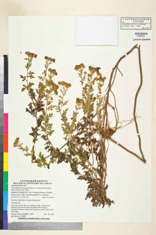 Chrysanthemum boreale Makino var. tomentellum (Hand.-Mazz.) Kitam._標本_BRCM 7513