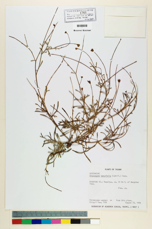 Glossogyne tenuifolia (Labill.) Cass._標本_BRCM 6587