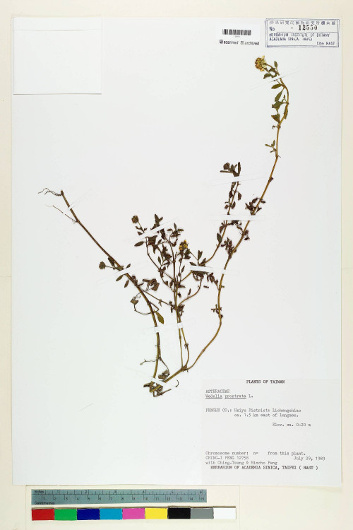 Wedelia prostrata (Hook. & Arn.) Hemsl._標本_BRCM 7252