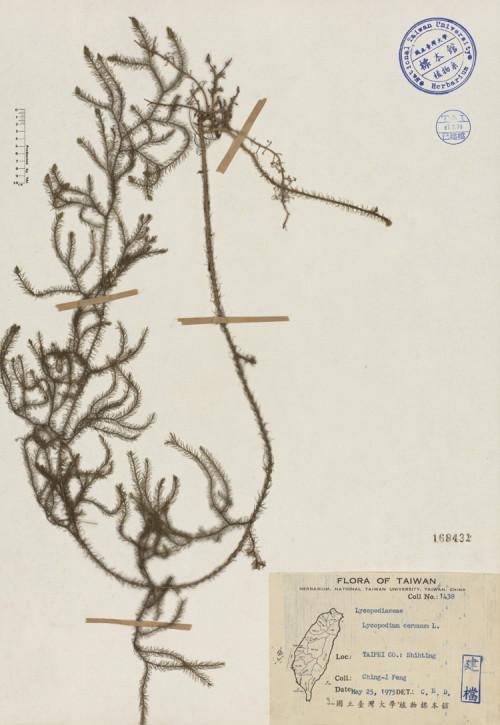 Lycopodium cernuum L._標本_BRCM 3992