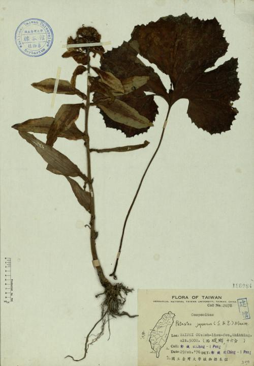 Petasites japonicus (S. & Z.) Maxim._標本_BRCM 4568