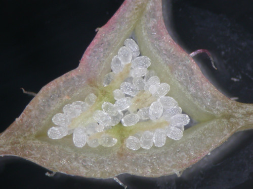 側膜組秋海棠 (Begonia sect. Coelocentrum) 子房橫切面