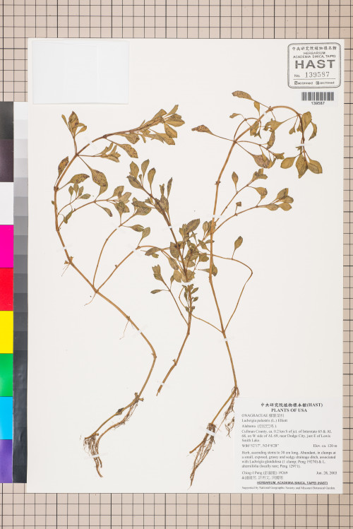 Ludwigia palustris (L.) Elliott_標本_BRCM 3448
