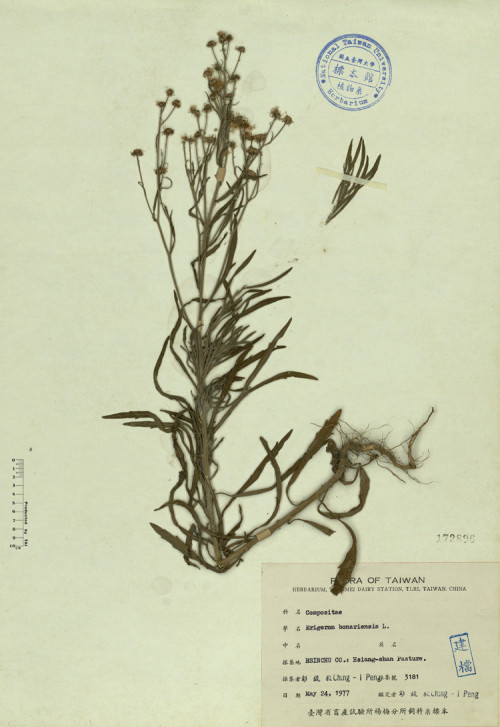 Erigeron bonariensis L._標本_BRCM 4383