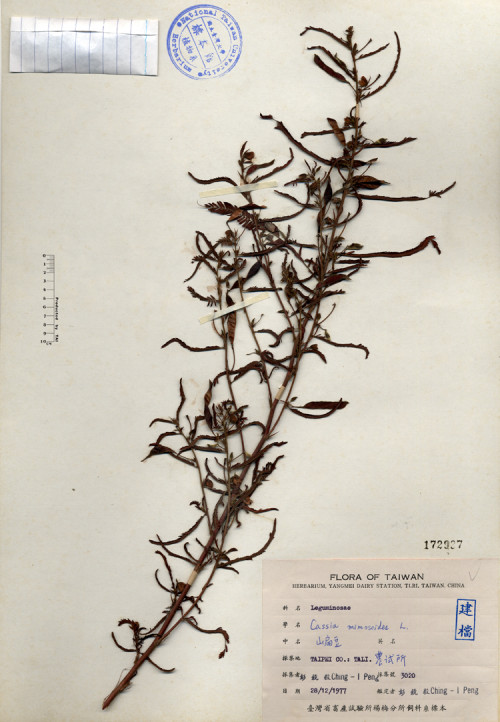 Cassia mimosoides L._標本_BRCM 4420