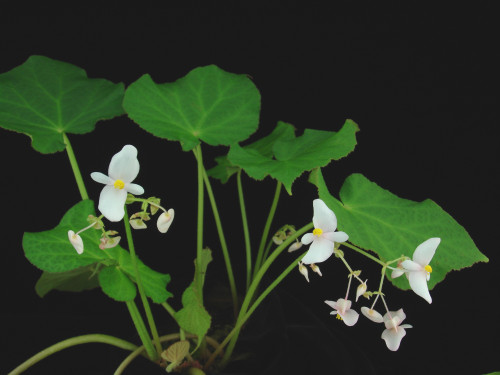 假大新秋海棠 (Begonia pseudodaxinensis S.M.Ku, Yan Liu & C.I Peng)