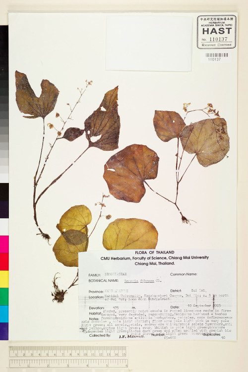 Begonia alicida標本_BRCM 1929