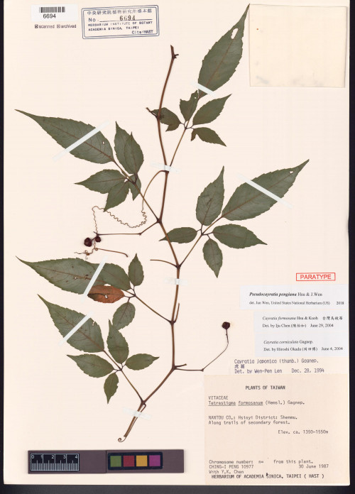 Pseudocayratia pengiana Hsu & J.Wen_標本_BRCM 6042