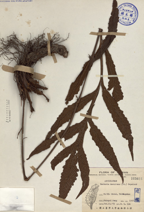Tectaria decurrens (Pr.) Copel._標本_BRCM 3821
