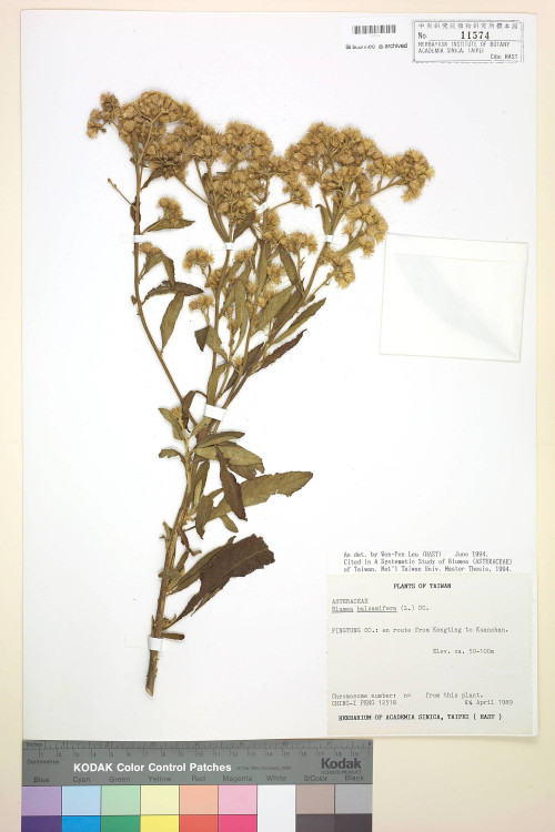 Blumea balsamifera (L.) DC._標本_BRCM 4911