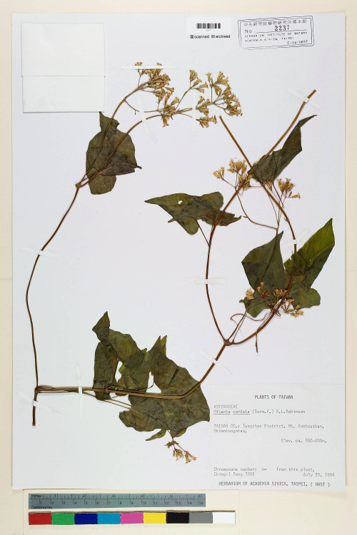 Mikania cordata (Burm. f.) B. L. Rob._標本_BRCM 6574