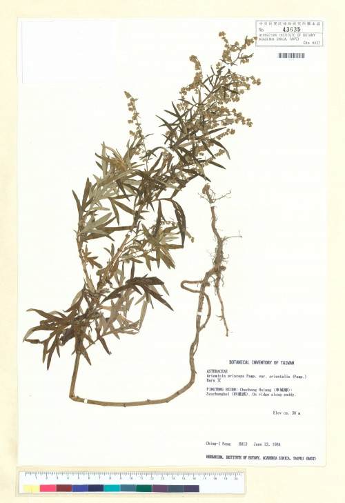 Artemisia dubia Wall._標本_BRCM 6544