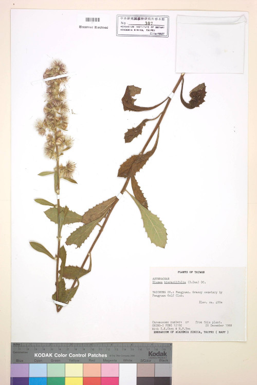 Blumea hieracifolia (D. Don) DC._標本_BRCM 4897