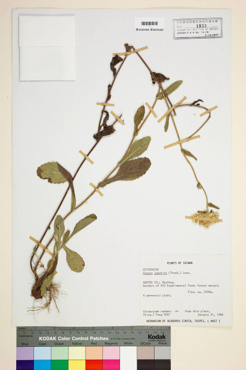 Conyza japonica (Thunb.) Less._標本_BRCM 6790