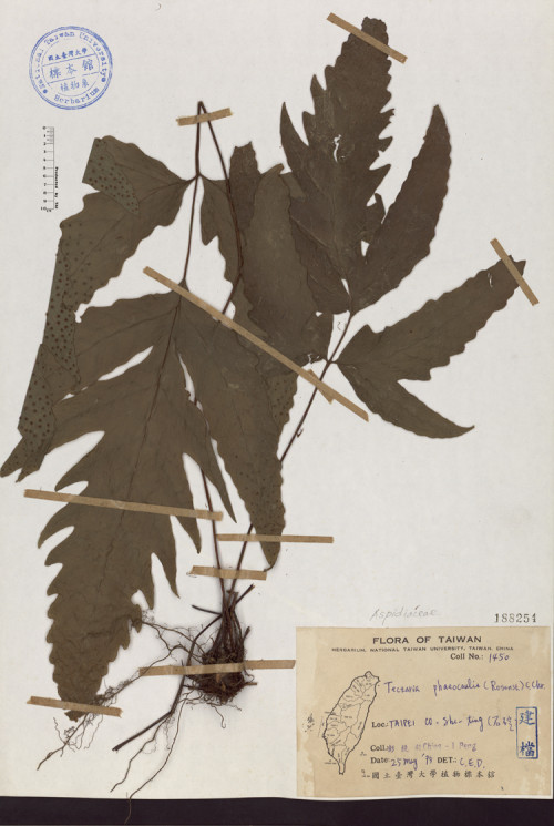 Tectaria phaeocaulis (Rosenst.) C. Chr._標本_BRCM 4593