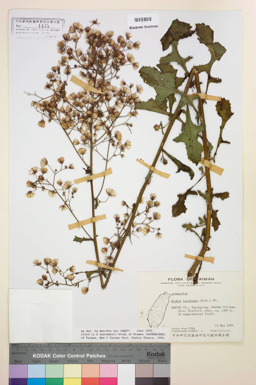 Blumea laciniata (Roxb.) DC._標本_BRCM 3794