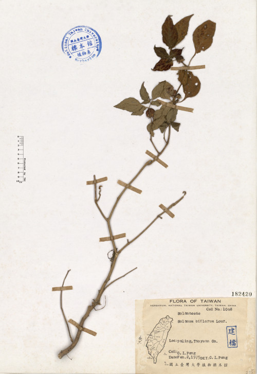 Solanum biflorum Lour._標本_BRCM 4503