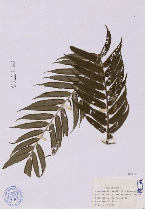 Angiopteris lygodiifolia Rosenst._標本_BRCM 4701