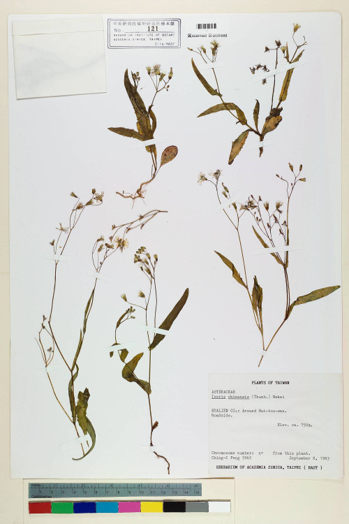 Ixeris chinensis (Thunb.) Nakai_標本_BRCM 6444