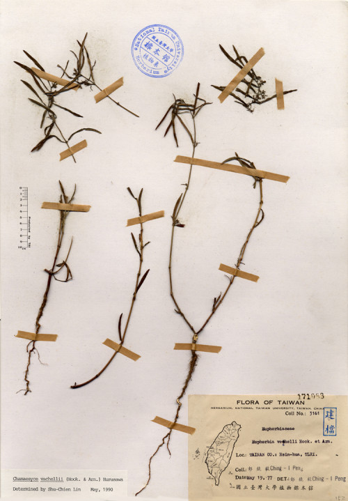 Euphorbia vachelli Hook. et Arn._標本_BRCM 4121